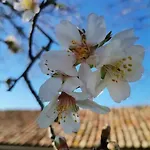 Sofias