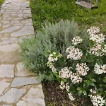 Sofias