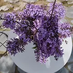 Sofias